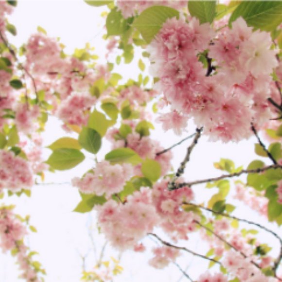 Hello, I'm Michelle! - Picture 1 of 2